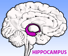 Position of hippocampus